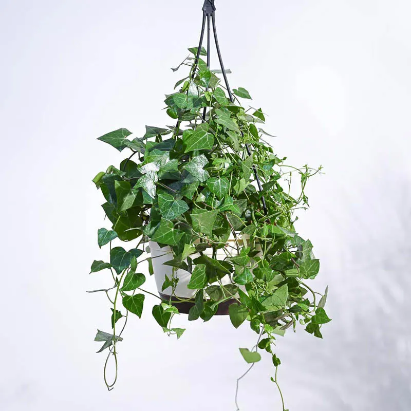 Ugaoo English Ivy Plant In Hanging Planter media 5