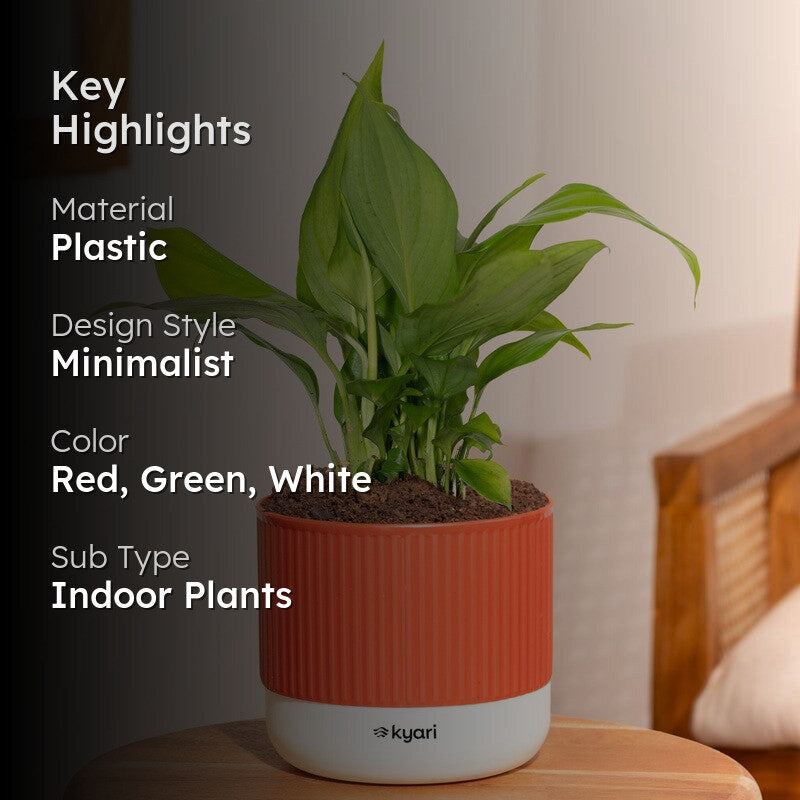 Kyari Peace Lily Plant with Self Watering Pot - Red media 2