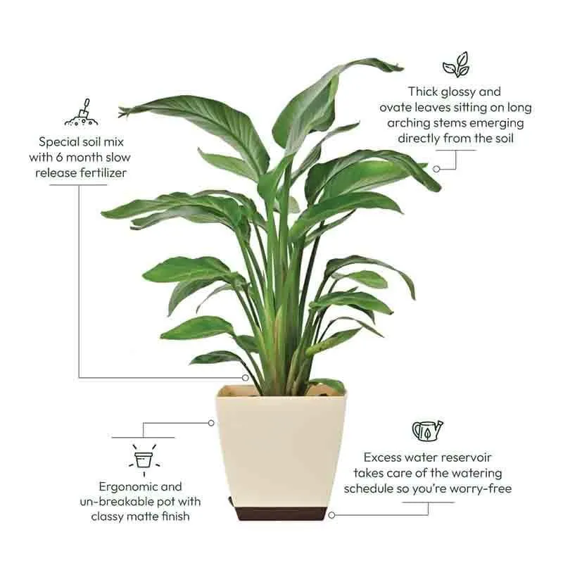 Ugaoo Bird of Paradise Plant - Medium media 5