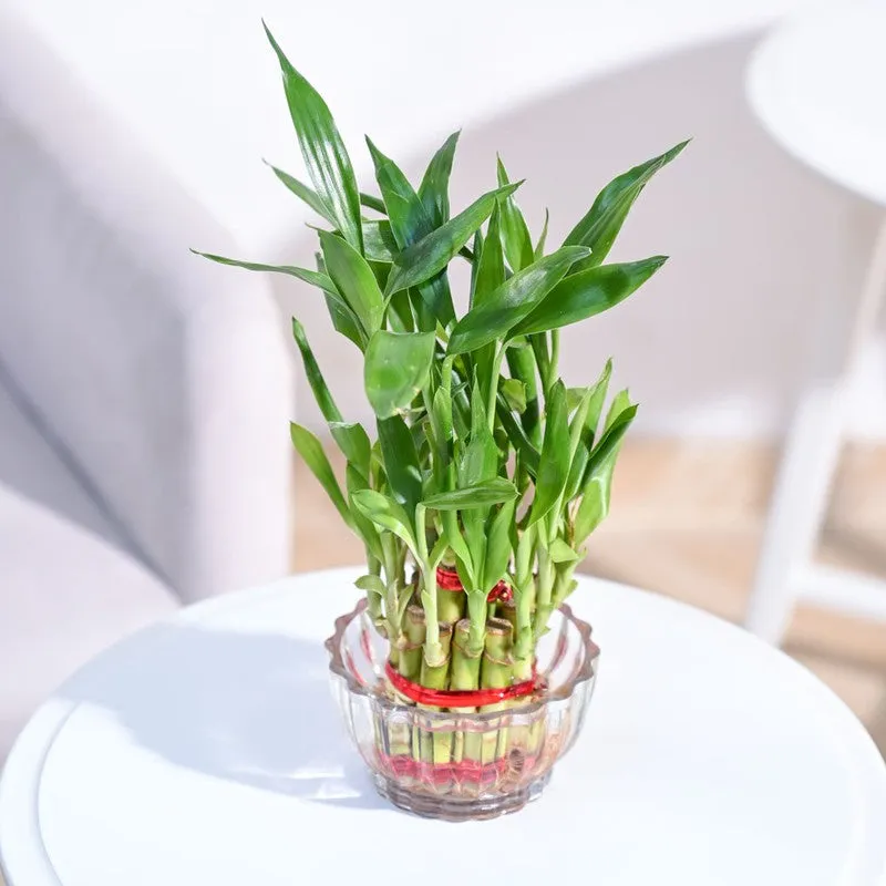 Ugaoo Lucky Bamboo Plant - 2 Layer media 4