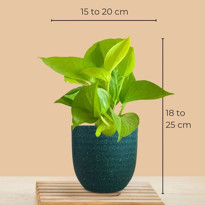 Greenkin Money Plant Golden Live Plant - Green media 9