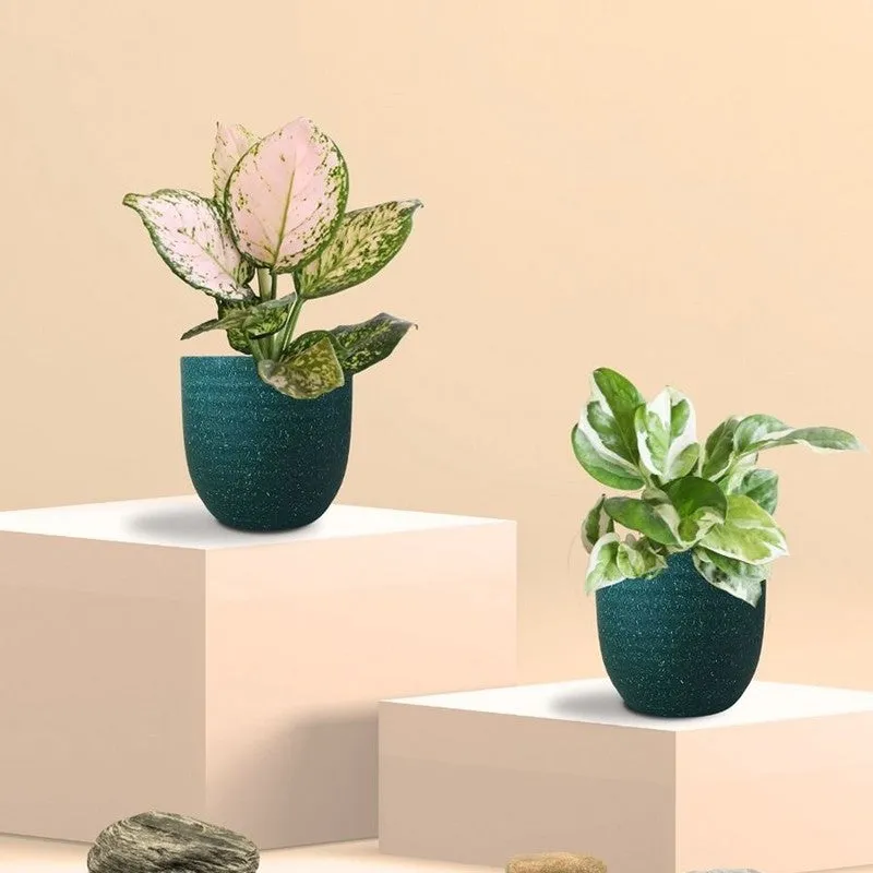 Greenkin Aglaonema Wishes & Njoy Live Plants (Green) - Set Of Two media 3