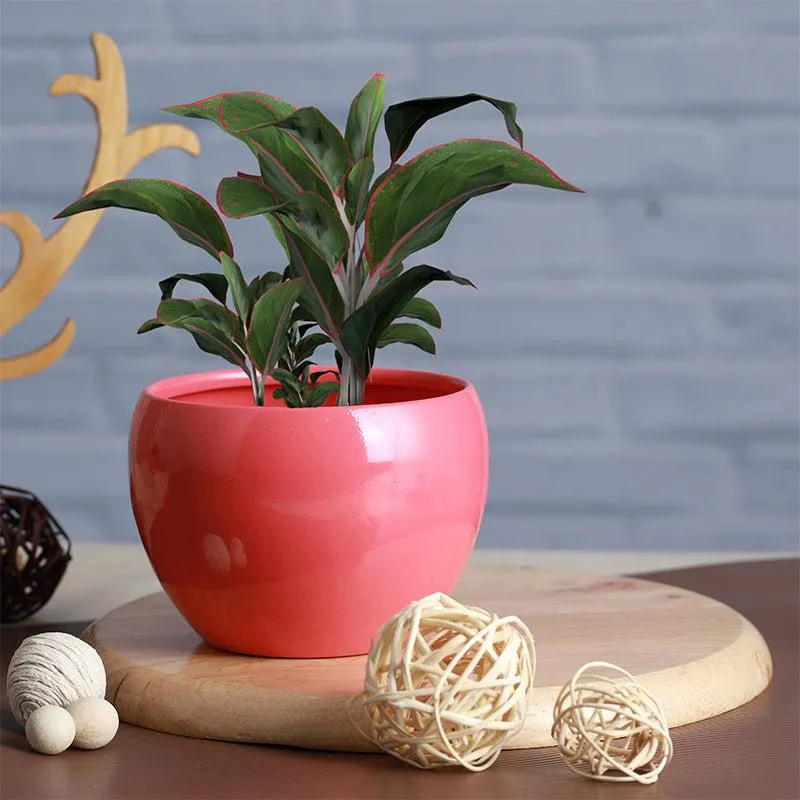 Nectera Metal Planter (Blue/Pink/Green) - Set Of Three media 3