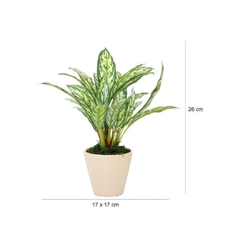 Faux Dieffenbachia Bonsai In Ceramic Pot (26 cms) - Light Green media 4