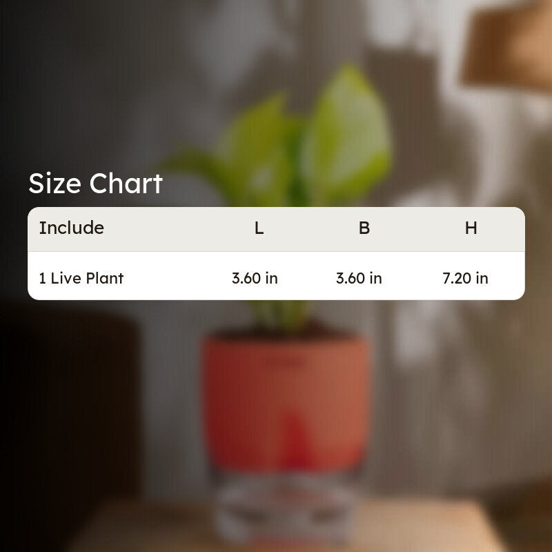 Kyari Golden Money Plant With Self Watering Pot - Red media 7