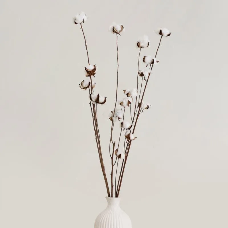 Cuzi Dried Cotton Stick (Silver) - Set Of Fifteen Pods media 1