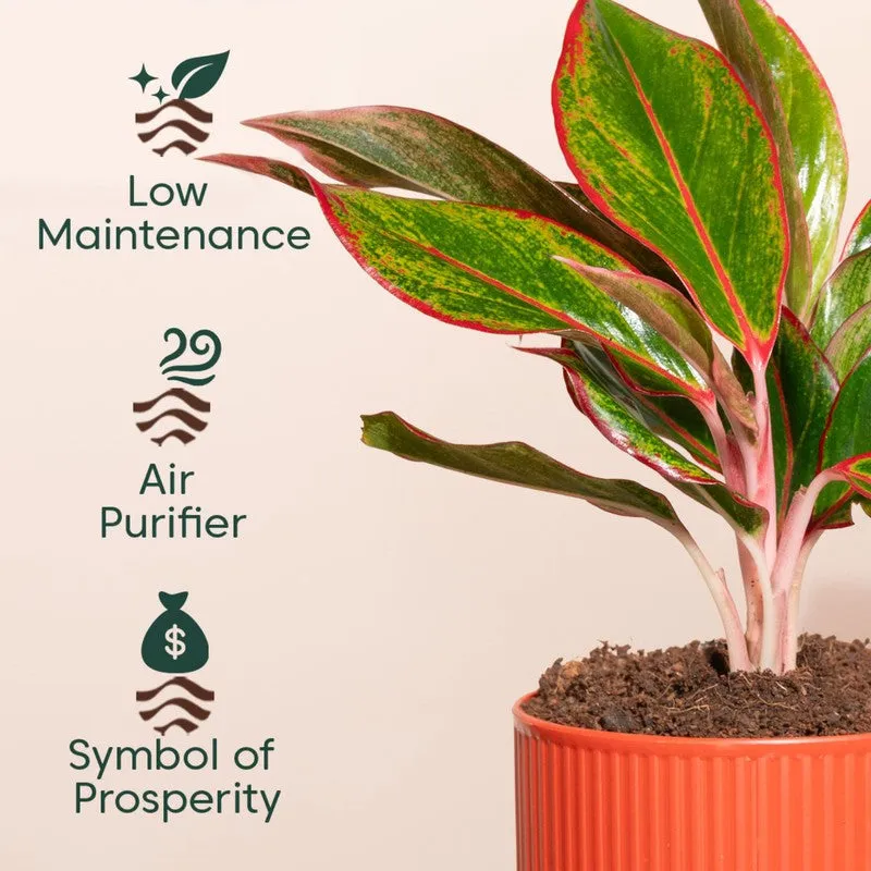 Kyari Agalonema Lipstick Plant with Self Watering Pot - Orange media 4