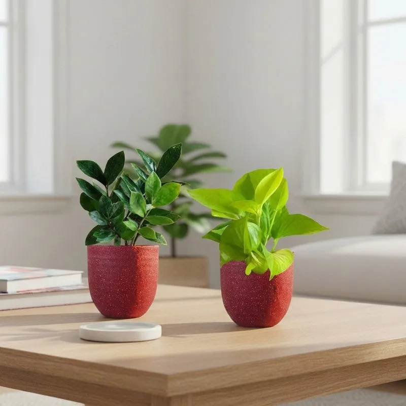 Greenkin Golden Pothos Live Plants (Red) - Set Of Two media 1