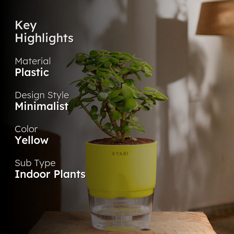 Kyari Jade Plant With Self Watering Pot - Yellow media 2
