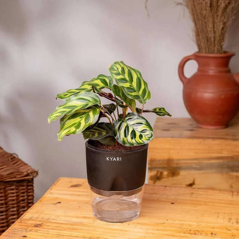 Kyari Peacock Plant With Self Watering Pot - Black media 3
