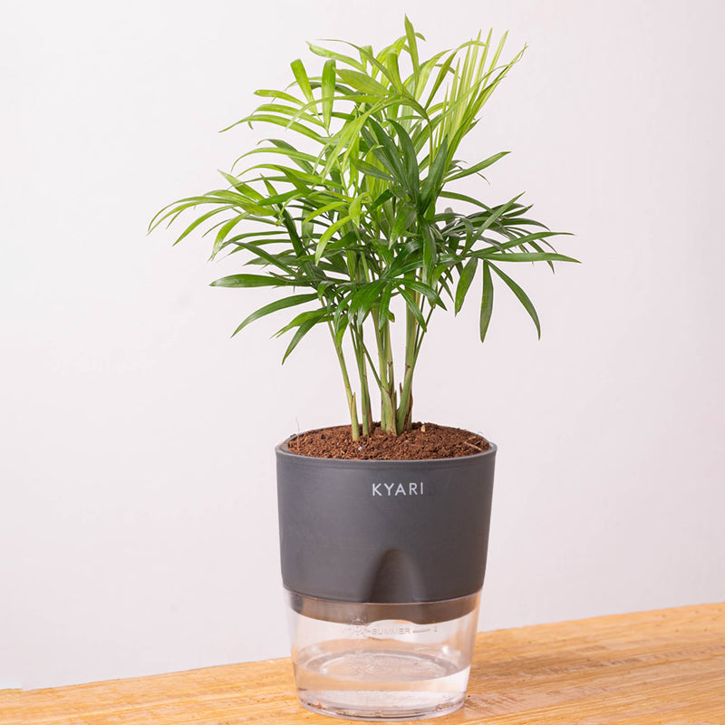 Kyari Chamaedorea Palm With Self Watering Pot (Grey) - 18 cm media 6