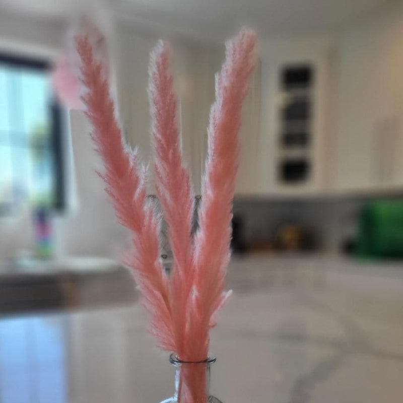 Mini Naturally Dried Pampas Stems (Pink) - Set Of Ten media 4