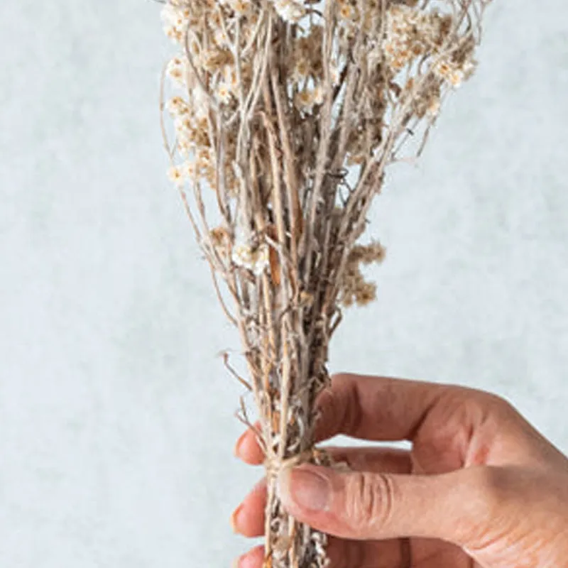 Gypsophila Charm Dried Flower Bunch media 3