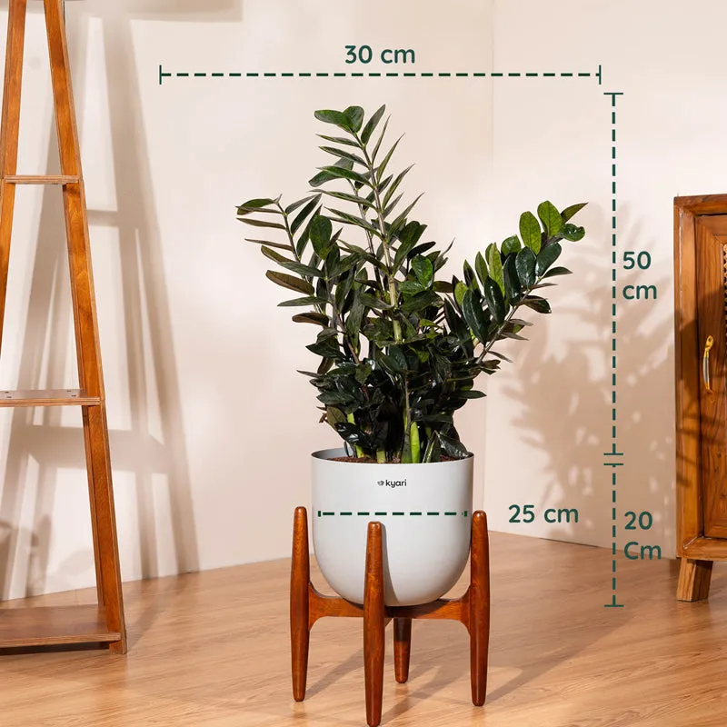 Kyari ZZ Plant With Metal Self Watering Pot (Grey) - 2.4 Feet media 5