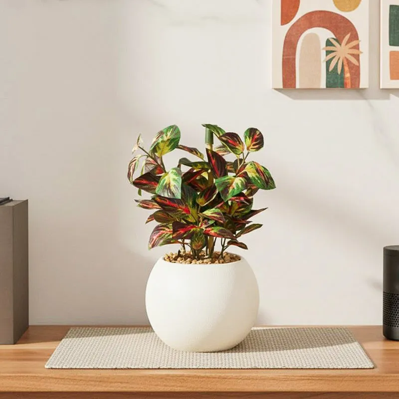 Wandering Jew Faux Bonsai (20 cms) - Red media 1