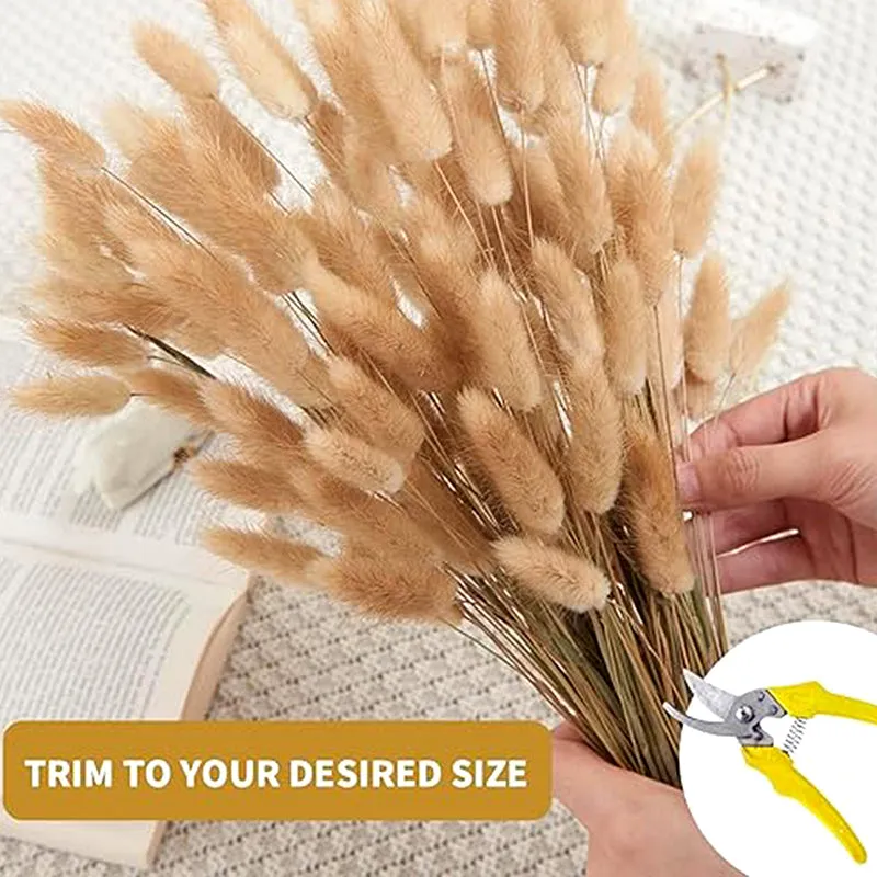 Cloudtail Dried Bunny Tail Stem (Brown) - Set Of Sixty media 5