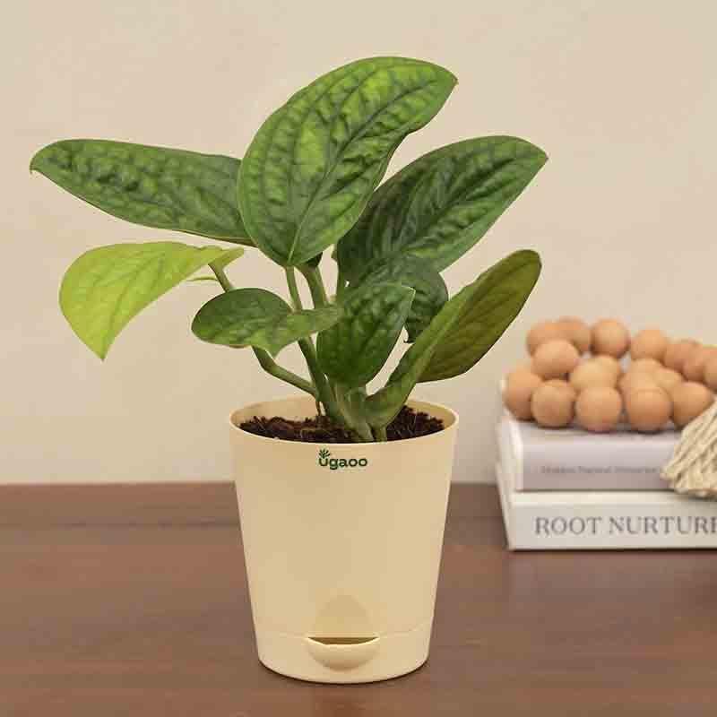 Ugaoo Monstera Peru Green Plant media 4