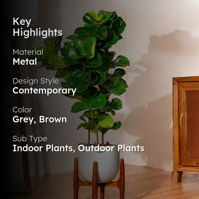 Kyari Bambino Plant With Metal Self Watering Pot (Grey) - 2.4 Feet media 2