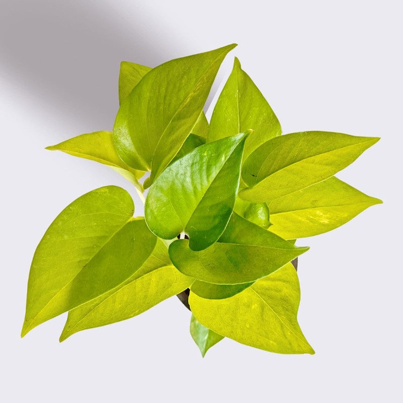 Greenkin Money Plant Golden Live Plant media 6