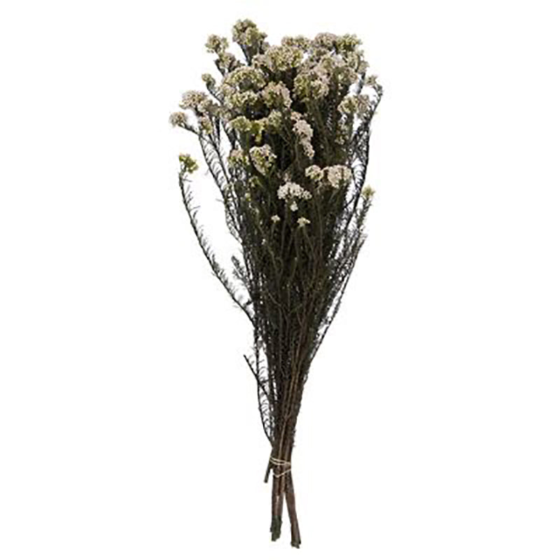 Dried Rice Flower Bunch - Set Of Three media 5