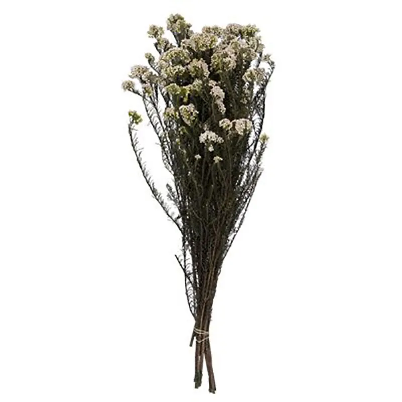 Dried Rice Flower Bunch - Set Of Three media 5