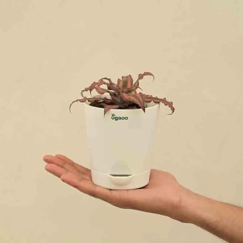 Ugaoo Earth Star Plant media 3