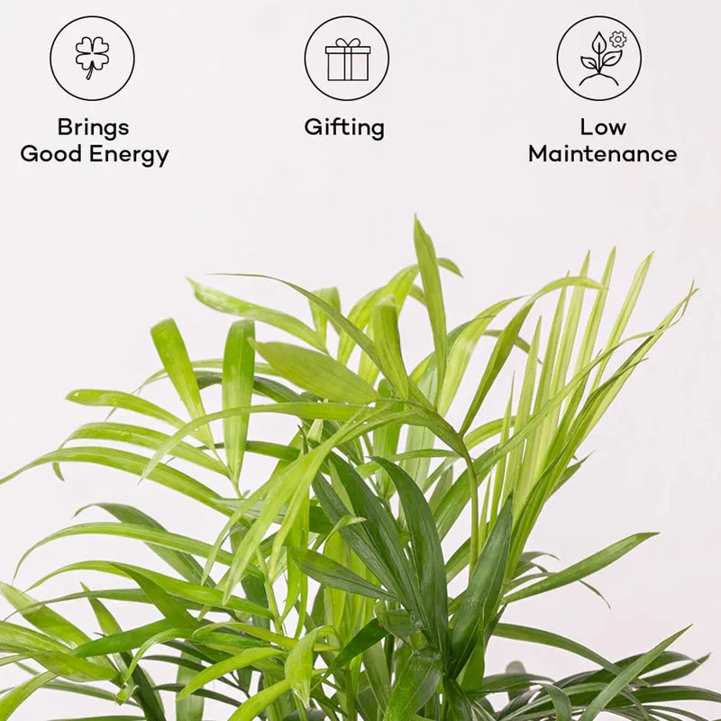 Kyari Chamaedorea Palm With Self Watering Pot (Red) - 18 cm media 5