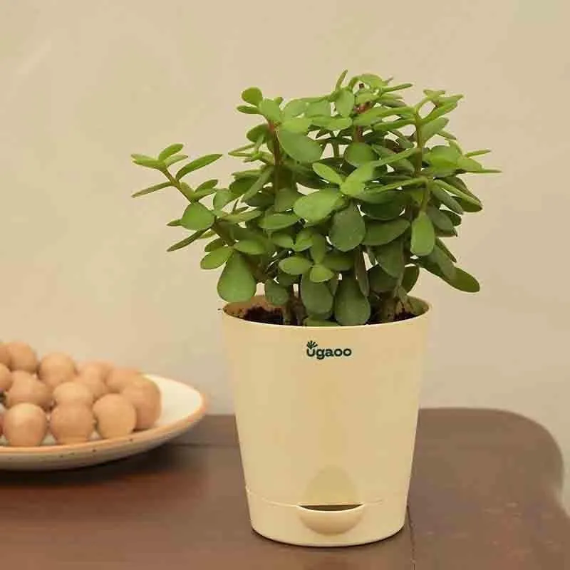 Ugaoo Jade Mini Plant- Medium media 4