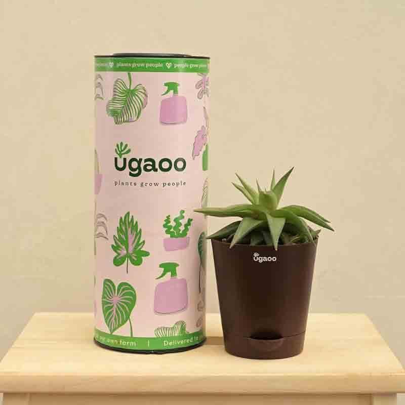 Live Plants