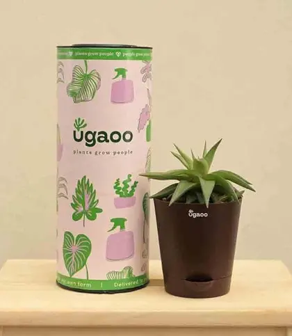 Live Plants