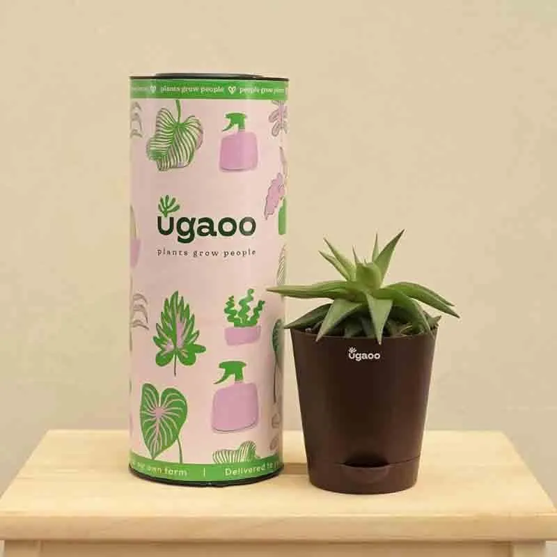 Ugaoo Haworthia Limifolia var. Ubomboensis Plant media 1