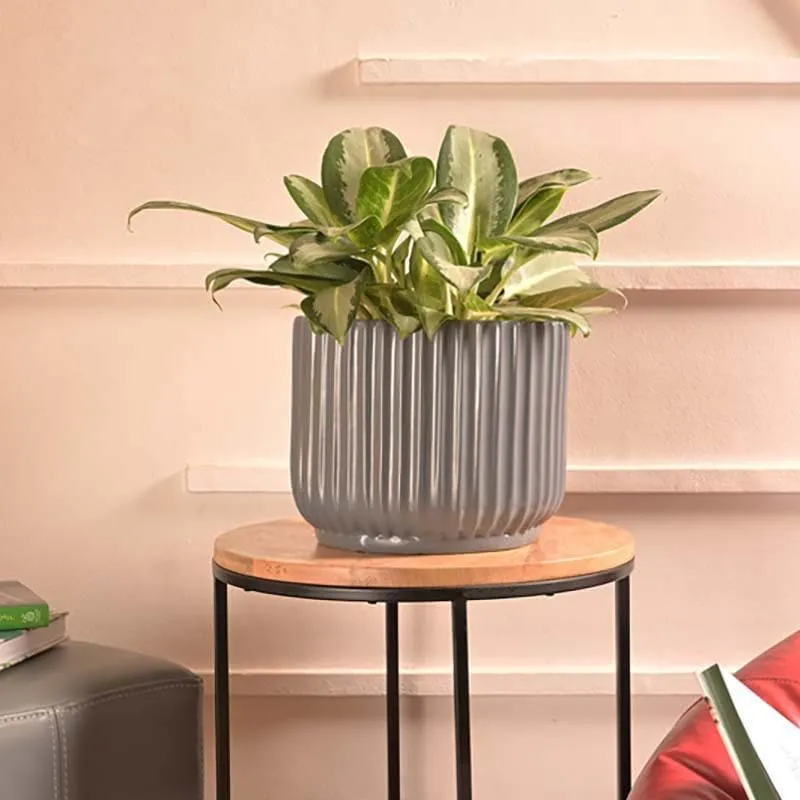 Ugaoo Phoenix Grey Ceramic Pot media 4
