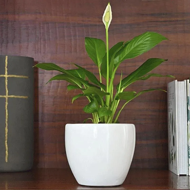 Ugaoo Natures Hum Ceramic Pot - White media 3