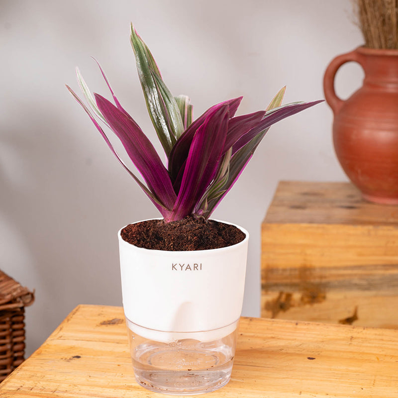 Kyari Oyster Plant With Self Watering Pot (White) - 18 cm media 3