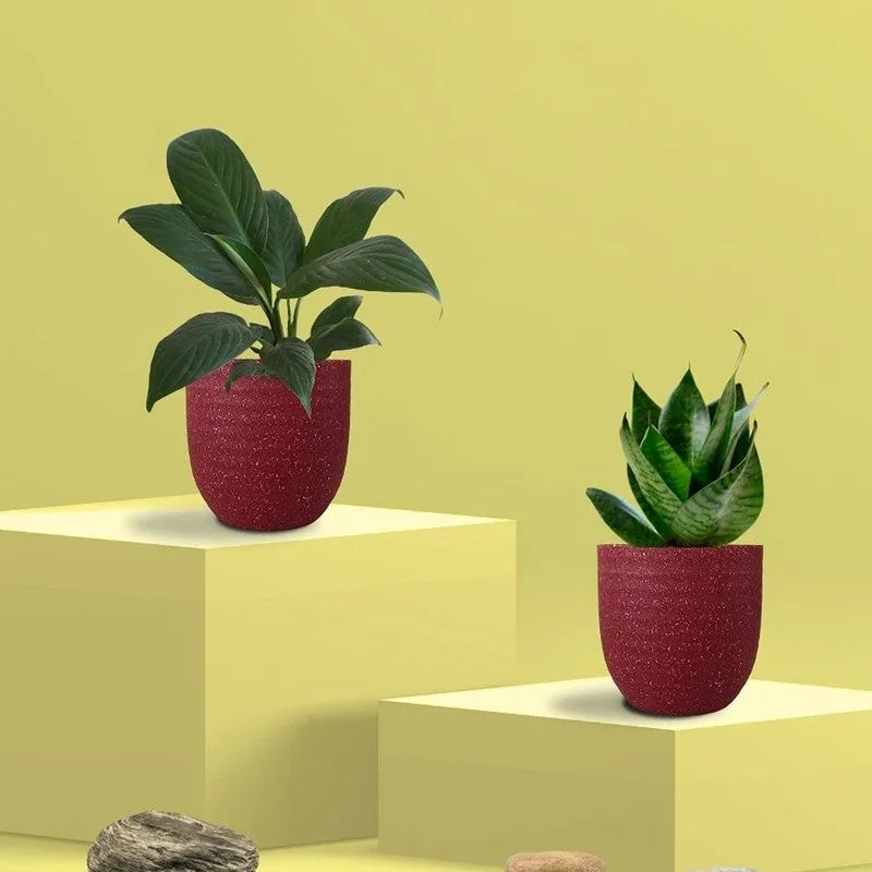 Greenkin Lily & Snake Live Plants (Red) - Set Of Two media 3