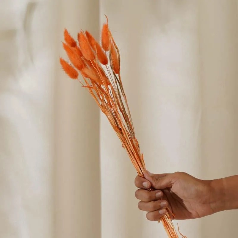 Bunny Tail Ornamental Grass (60 cms) - Orange media 4
