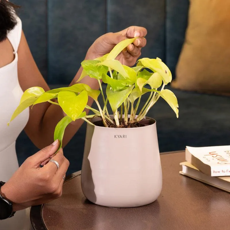 Kyari Golden Pothos Plant With Metal Self Watering Pot - Beige media 4