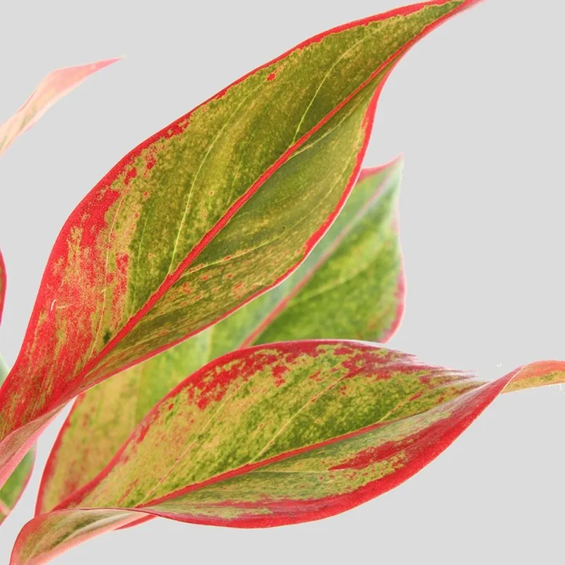 Greenkin Aglaonema Red Lipstick Live Plant - Green media 6