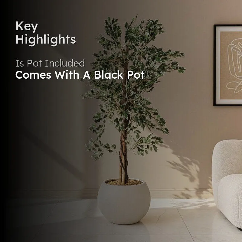 Faux Lush Variegated Ficus Plant With Black Plastic Pot - 5.6 Feet media 2