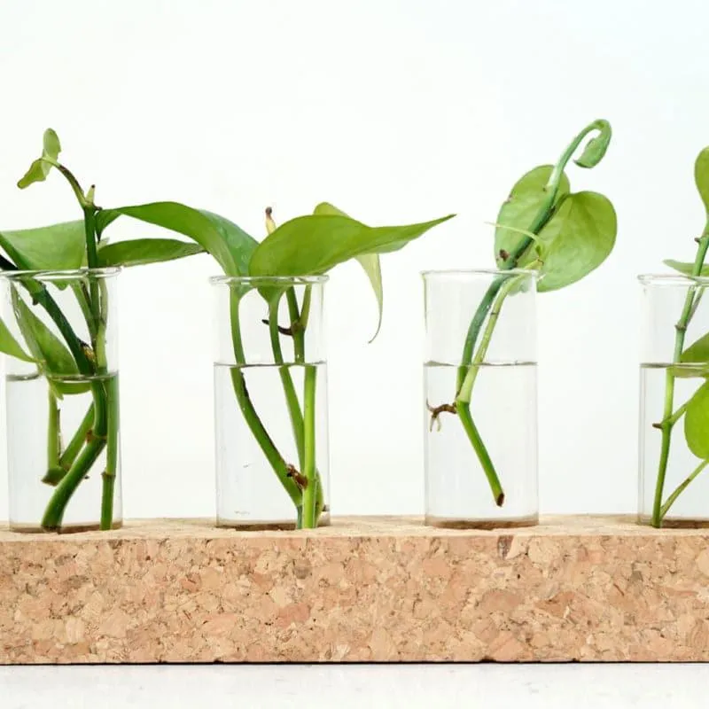 Niam Cork Testube Planter media 3
