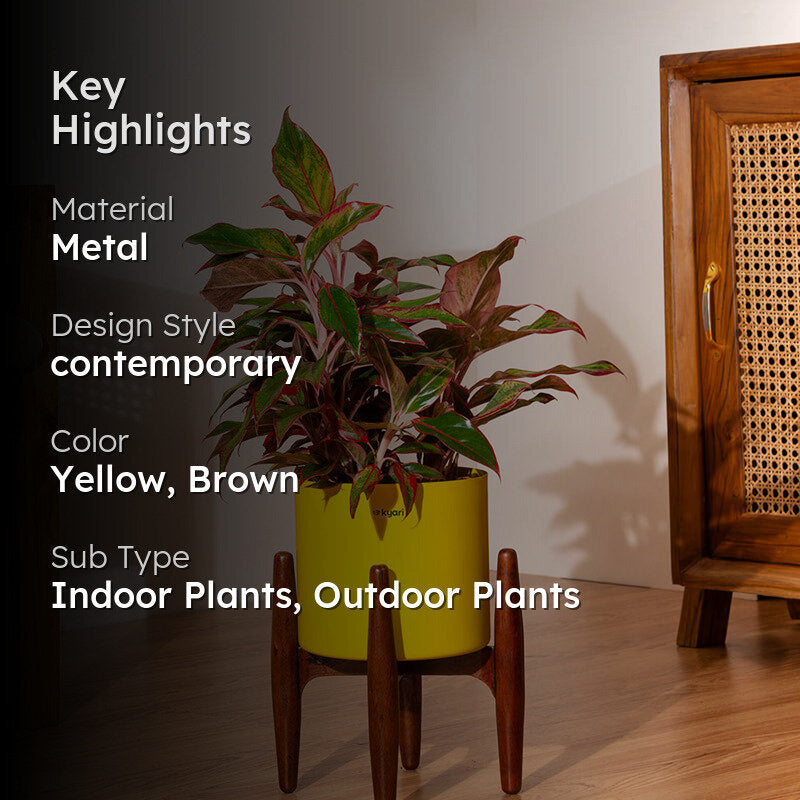 Kyari Aglonema Lipstick Plant With Metal Self Watering Pot (Yellow) media 2