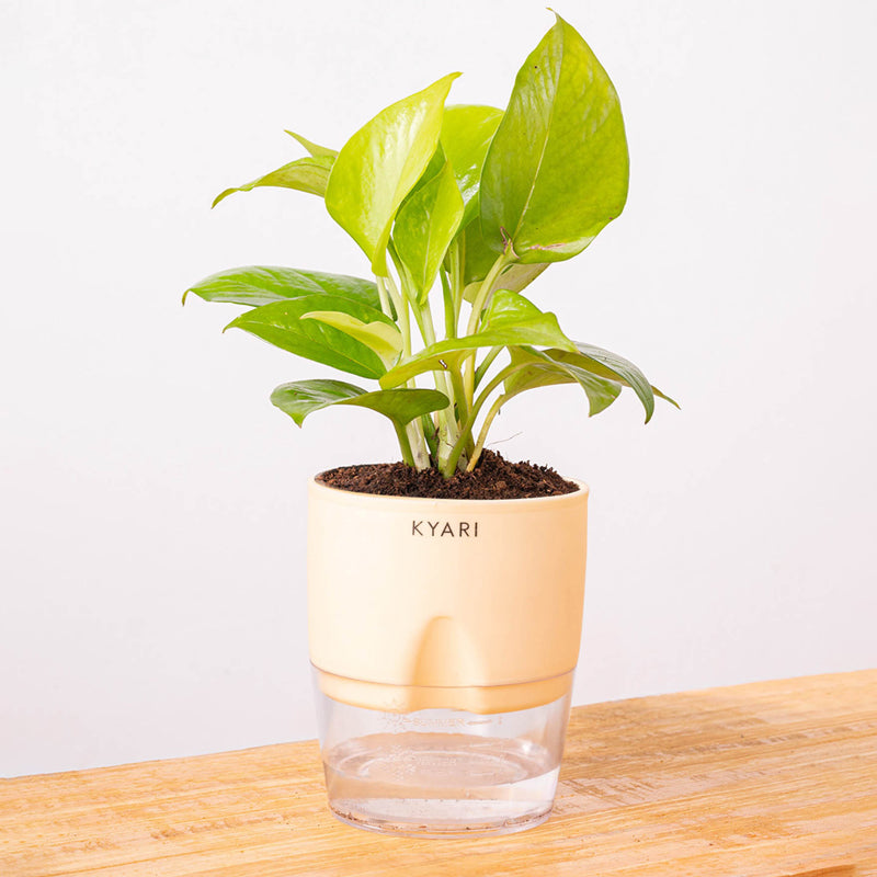 Kyari Golden Money Plant With Self Watering Pot - Ivory media 6