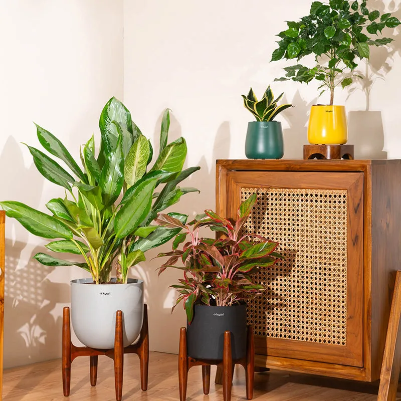 Kyari Agalonema Lipstick Plant With Metal Self Watering Pot (Black) - 1. 6 Feet media 4