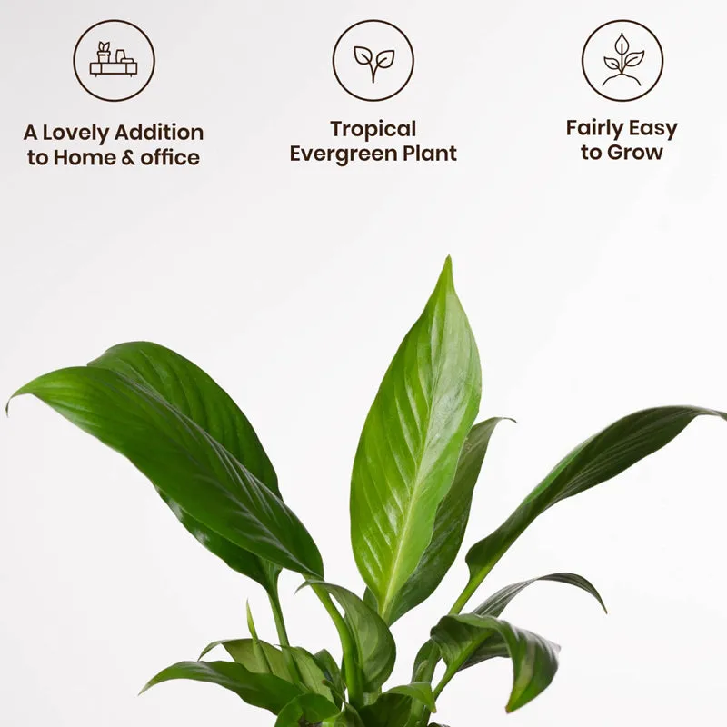 Kyari Spathiphyllum With Metal Self Watering Pot - Beige - 4