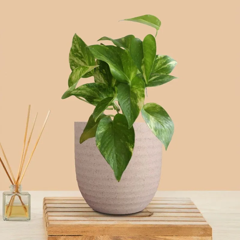 Greenkin Money Plant Gold King Live Plant - Ivory media 3