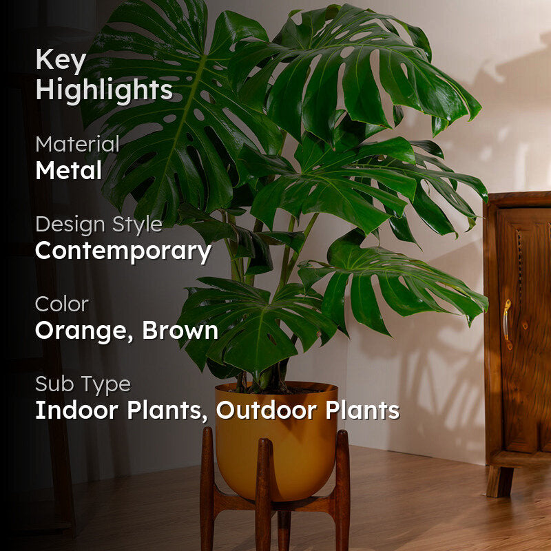 Kyari Monstera Deliciosa Plant With Metal Self Watering Pot (Orange) media 2