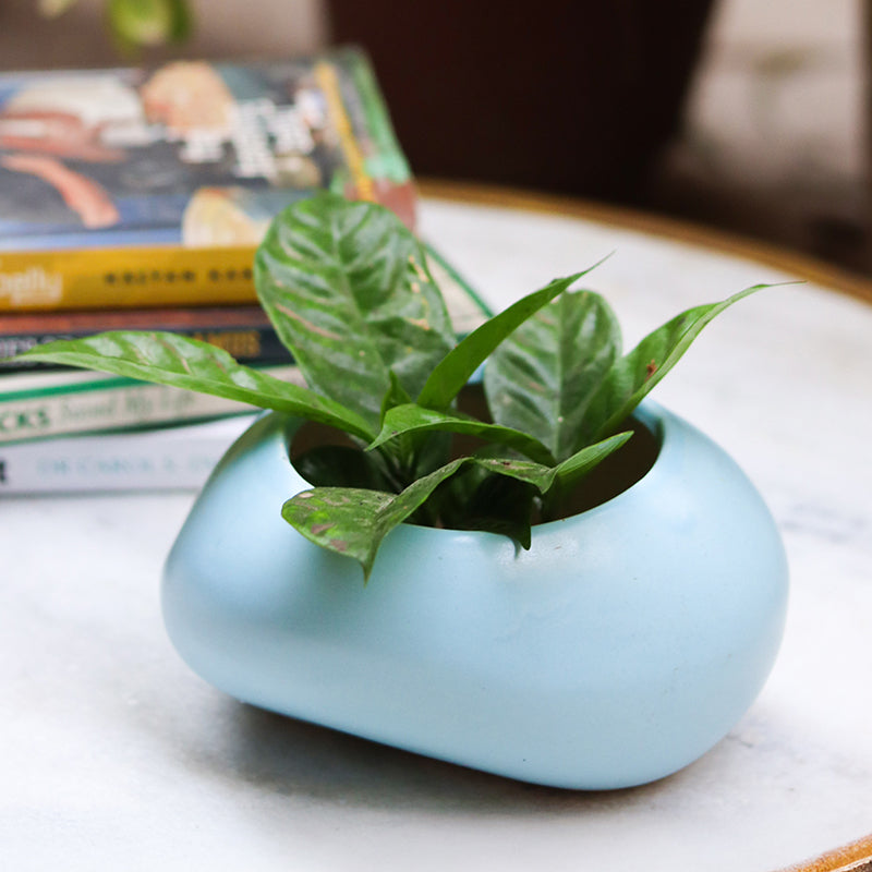Clayton Ceramic Planter media 2