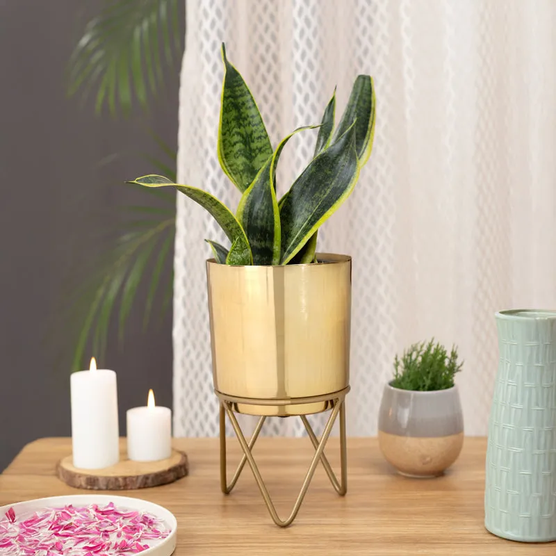 Root Rise Elle Gold Planter With Stand media 4