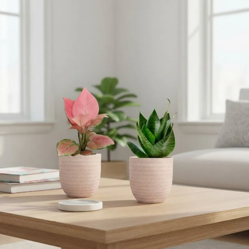 Greenkin Aglaonema Pink & Snake Live Plants (Ivory) - Set Of Two media 1