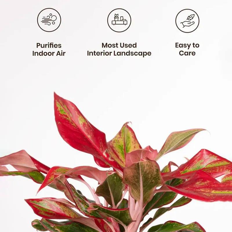 Kyari Aglonema Lipstick With Self Watering Pot - Grey media 4